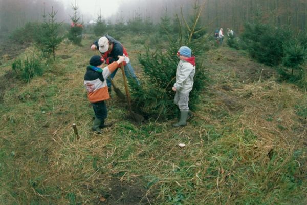 Kerstboom zagen02