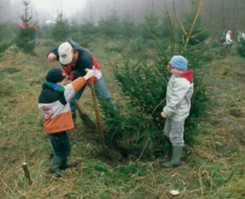 ZAAG JE EIGEN KERSTBOOM IN HET KUINDERBOS.