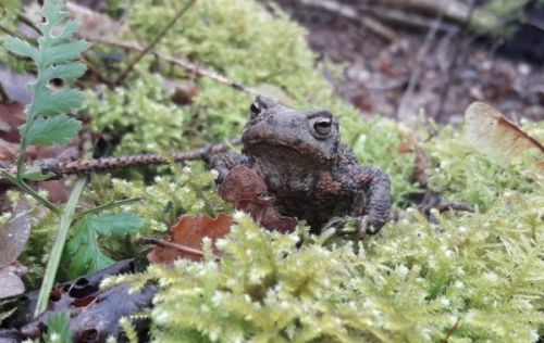 VRIJWILLIHGERS GEZOCHT PADDENTREK KUINDERBOS