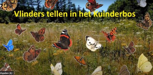 VERRASSENDE UITSLAG BIJ GROTE VLINDERTELLING IN HET KUINDERBOS OP ZONDAG 11 AUGUSTUS 2024