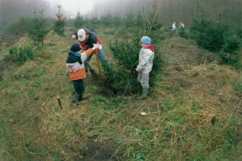  JE EIGEM KERSTBOOM KAPPEN IS VERPLAATST NAAR 14 DEC IVM VERWACHTE NEERSLAG   