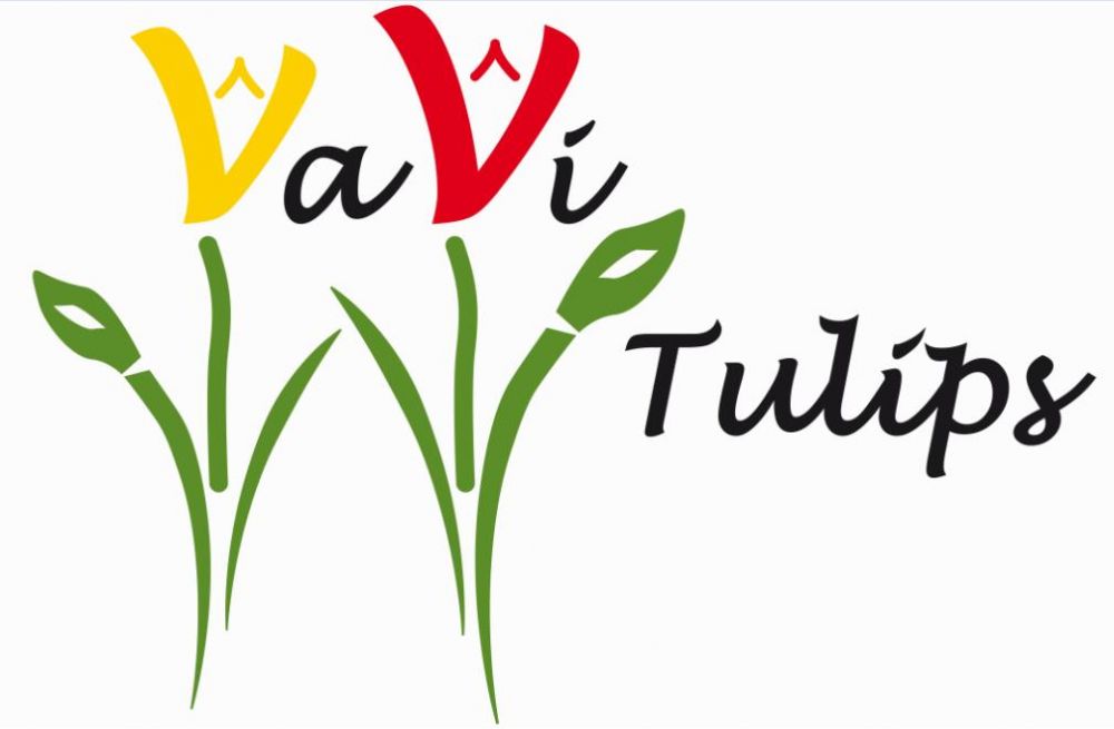 Vavi Tulips
